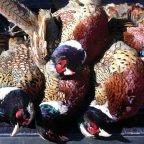 One Flew Into the High Line Wire