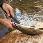 DiamondBlade Knives: A Hunter’s Best Friend