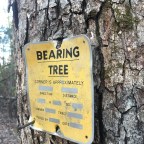 The Bearing Tree