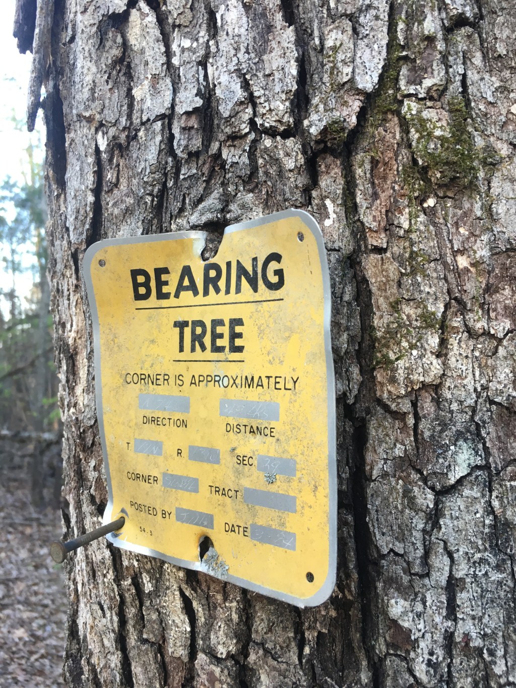 The Bearing Tree