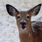 Extreme Makeover: Deer Edition