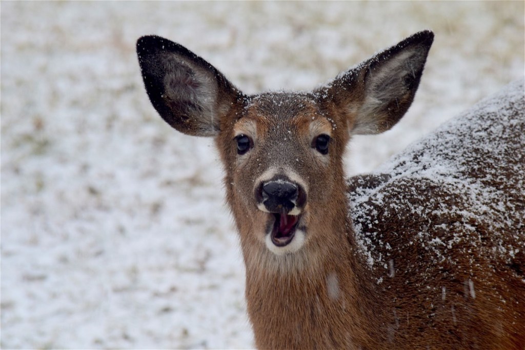 Extreme Makeover: Deer Edition