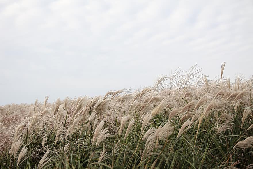 Where The Wind Blows