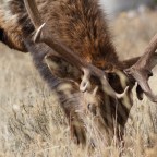 “If You See an Elk, Shoot It!”