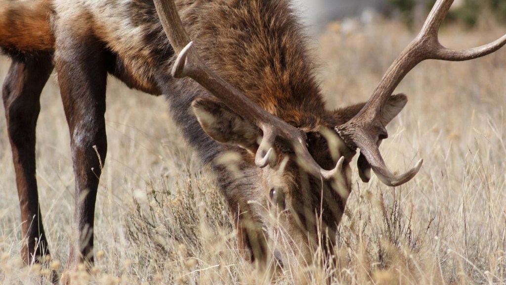 “If You See an Elk, Shoot It!”