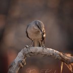 It’s a Sin to Kill a Mockingbird. Or Is It?