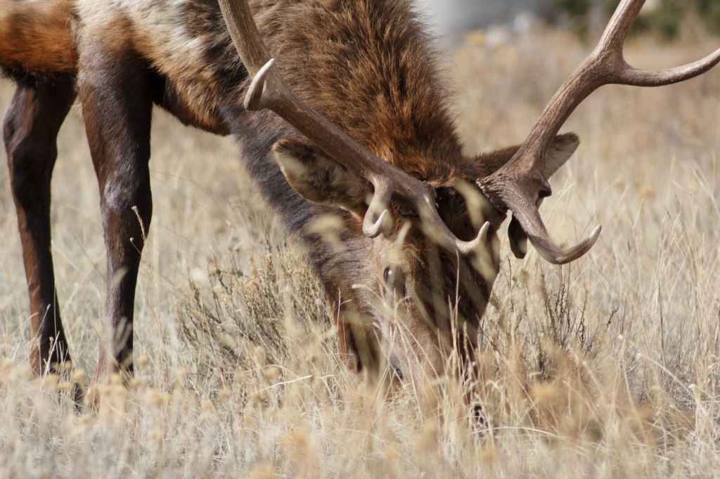 Of Elk and&nbsp;Ethics