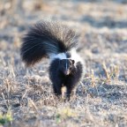 Between A Skunk and a Hard Place