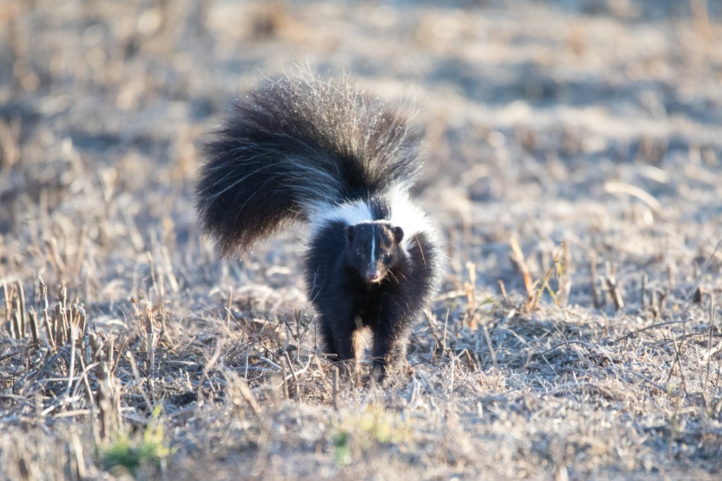 Between A Skunk and a Hard&nbsp;Place