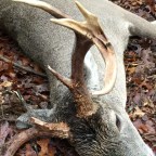 Bucks That Broke The Mold