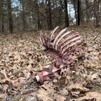 Gone, But Not Forgotten