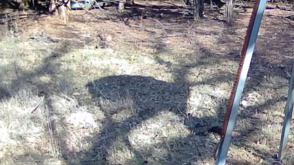 Shadow Magic