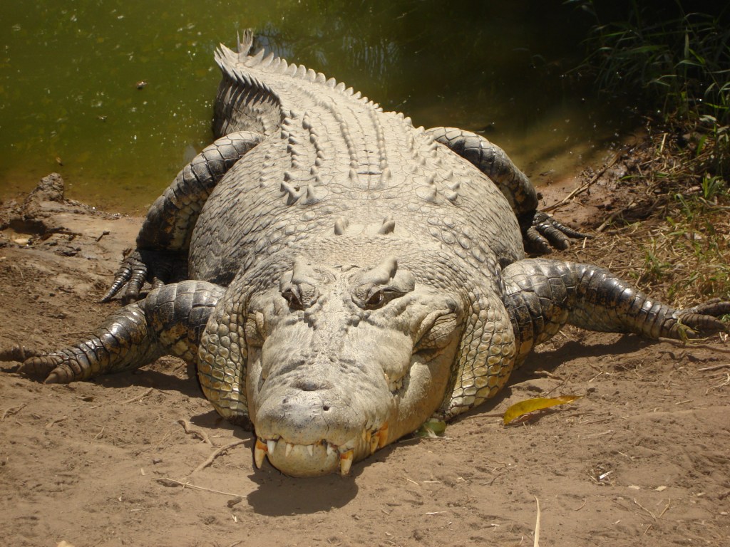 The Crocodile Attack of Ramree Island
