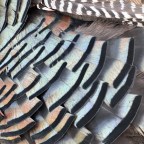 Trophy Turkey