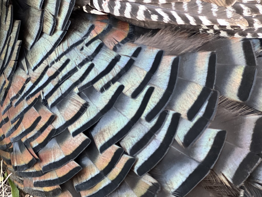 Trophy Turkey